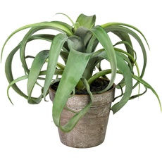 Bild Kunstpflanze »Finegand«, im Topf, grün