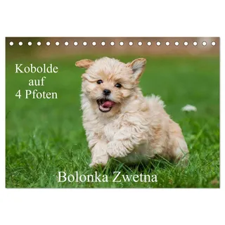 Calvendo Kobolde auf 4 Pfoten - Bolonka Zwetna (Tischkalender 2026 DIN A5 quer), CALVENDO Monatskalender: