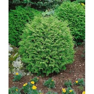 Chamaecyparis lawsoniana 'Globosa', Kugelzypresse, 25–30 cm