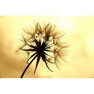 Papermoon "PUSTEBLUME-LÖWENZAHN BLUME ABSTRAKT DESIGN MUSTER BLÜTE", bunt,