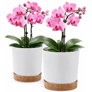 PECZEKO Blumentopf matt, Pflanzkübel aus Übertopf Kunststoff Dekorativer Topf für, groß und klein Pflanzen, 2er-Set blumenkübel, blumenkübel kräutertopf (2 Pack) Weiß, ø 15 cm