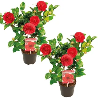 2x Camellia japonica 'Black Lace' - Japanische Rose - Strauch - Immergrün – ⌀15 cm - ↕30-35 cm - Rot