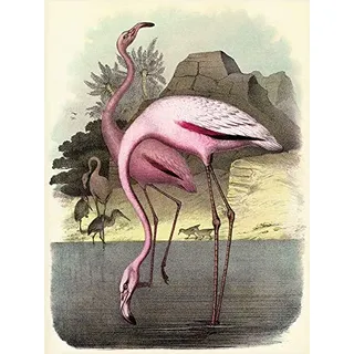 Piddix "Vintage Flamingos, 60 x 80 cm, Leinwanddruck