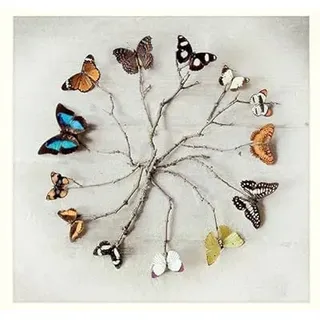 Ian Winstanley 'Schmetterling Harmony' montiert Drucken,40 x 40 cm
