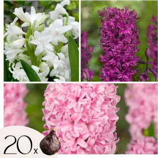 Hyazinthenzwiebeln - 20 Stk - Hyacinthus - Blumenzwiebeln - Mehrfarbig