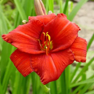 Taglilie Hemerocallis Staude Rhizom winterhart Taglilie Chicago Apache 1 St. - Rot