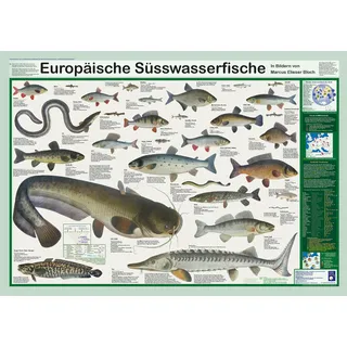 Planet Poster Editions Europäische Süsswasserfische