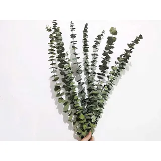 10 Stück Eukalyptus Getrocknet Pflanze,45cm Natürlich Trockenblumen Blumenstrauss Eukalyptus Zweig Echt Eukalyptus Blätter Deko für Hochzeits, Frühlings, Wohnzimmer, Schlafzimmer, Badezimmer