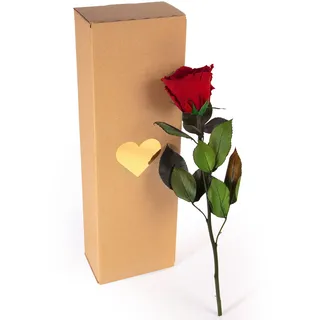 Ewige Rose Dunkelrot - echte Rose konserviert haltbar 3 Jahre 30-35cm in Box - ewige Rose mit Stengel für Blumenvase rotes Wohnaccessoires Deko modern und Liebesgeschenke für Frauen (Burgundy)