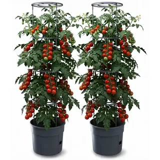 2er Set Anzuchttopf Tomatentopf Rankhilfe für Tomate Gemüse Kunststoff 29,5cm