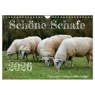 Calvendo Schöne Schafe (Wandkalender 2026 DIN A4 quer), CALVENDO Monatskalender