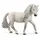 Iceland Pony Mare