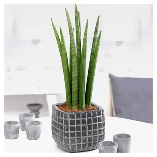 Sansevieria Cylindrica afrikanischer Speer Zimmerpflanze Geschenk (30-40cm inkl. Topf)