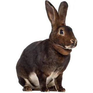 Fensterbild Ostern Osterhase I beidseitig I selbsthaftend wiederverwendbar I Bauernhof I dv1408