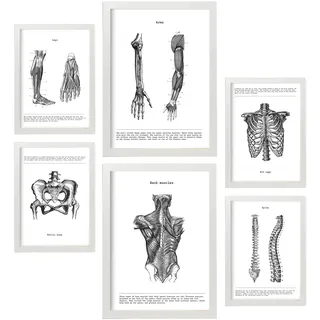 Nacnic – Set mit 6 Anatomie-Bildern Muskeln und Knochen (Rücken, Bein, Arm, Wirbelsäule, Becken, Rippen). Poster ideal für Kliniken. Größen A3 und A4, mit weißem Rahmen.