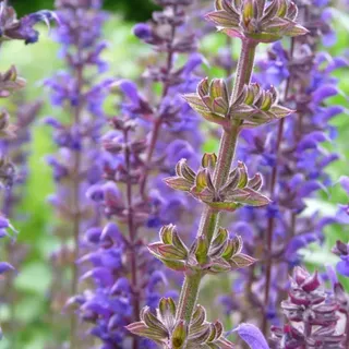6 x Blüten Salbei - Salvia nemorosa 'Mainacht' | Topf 9cm x 9cm