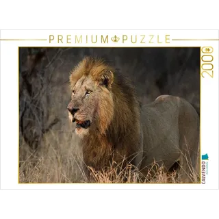 CALVENDO Puzzle Löwe Afrikas Tiere im Fokus 2000 Teile Puzzle quer | 2000 Teile Lege-Größe 90x67cm Foto-Puzzle für glückliche Stunden
