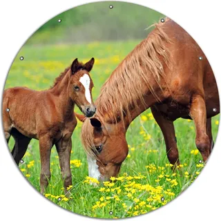 Wallario rundes Outdoor-Poster für Garten oder Balkon, Motiv Pferde auf der Koppel, 120 cm Durchmesser - Grün