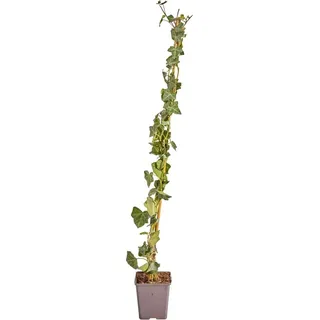 Großblättriger Irischer Efeu Set à 150 Stück Höhe 80 - 100 cm Topf ca. 1,5 l