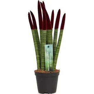 Sansevieria Cylindrica Straight -Spaghetti VELVET TOUCHZ®- 30 cm Bogenhanf Zimmerpflanze (Bordeaux)