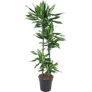 Drachenbaum Zimmerpflanze Ø27cm Ø150cm - pflegeleichte Grünpflanze für - Grün