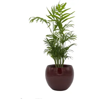 Dominik Blumen und Pflanzen, Zimmerpalme im Topf "Cresto Rot" Zimmerpflanze, Grün, 40 x 20 x 20 cm