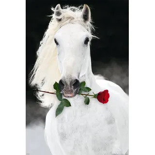 empireposter - Pferde - Lipizzaner mit Rose - Größe (cm), ca. 61x91,5 - Poster, NEU -