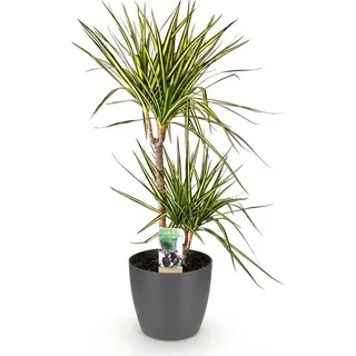 Dracaena Sunray Drachenbaum Ø21cm 90-100cm Zimmerpflanze groß  Mit Grauem Topf