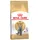 British Shorthair 400 g