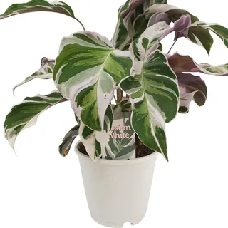Calathea Fusion White 40 cm - Korbmarante - Grünpflanze - Zimmerpflanze - Gebetspflanzen - Blattschmuckpflanze