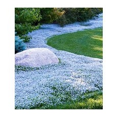 Isotoma 'Blue Foot®'