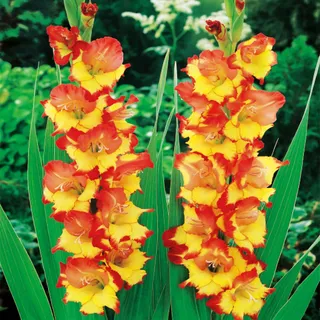 Gladiole Schwertblume Sommerblühende Siegwurze Rot-Gelb 50 St.