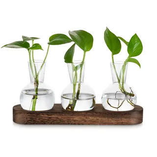 Glasseam Pflanzen Terrarium Glas für Pflanzenliebhaber: 3 Glasvasen Propagation Station mit Braunem Holztablett für Wohnzimmer Tischdeko - Hydrokultur Vase Klein für Blumen Pflanzen Stecklinge Kräuter