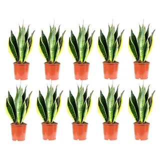 10er-Set Bogenhanf - echte Zimmerpflanze, Sansevieria trifasciata Laurentii - Höhe ca. 45 cm, Topf-Ø 14 cm