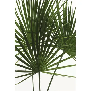 KOMAR Palmtree Leaves 50 cm, x 70 cm