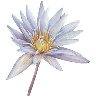 Queence Wandtattoo "Sahara" Rosen, selbstklebend, Wandsticker, Sticker, groß, violett