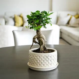 Ivyline Bonsai-Übertopf, rund, wasserdicht und langlebig, modern, hochwertig, glasiert, dekorativer Keramik-Blumentopf für den Innenbereich, 38,5 cm x 20 cm, cremefarben