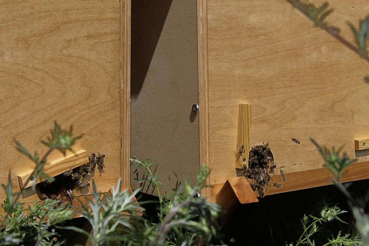 Bild von Einraumbeute, für Honig-Bienen 87 x x cm,