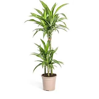 Drachenbaum - Drachenlilie - Dracaena deremensis White Stripe - 90-110cm hoch
