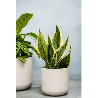 Ivyline Blumentopf, Keramik, grau, 18.5 cm