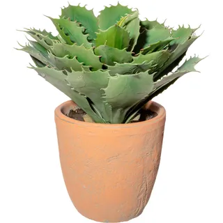 Creativ green Künstliche Zimmerpflanze »Echeveria im Terracottatopf«, grün