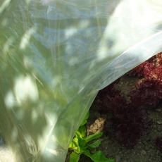 Tenax Sun Film 2,00x5 m Gelb, Wasserdichter Schutzfilm aus Kunststoff für die Abdeckung von Gartentunneln und kleinen Gewächshäusern, zum Schutz von Gemüsekulturen