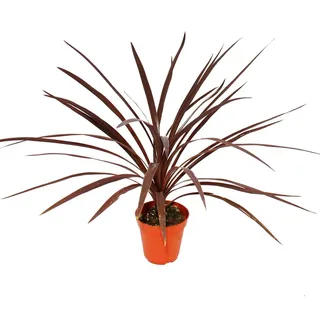 Lys Club Rouge - Cordyline australis "Red Star" - Topf 12 cm - Höhe ca. 50 cm - Rot