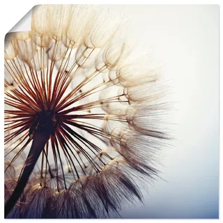 Artland Wandbild "Große Pusteblume" Blumen 1 Stk. tlg. als Leinwandbild, Poster in verschied. Größen, farbe bild(er): blau