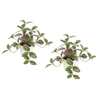 I.GE.A. Künstliche Zimmerpflanze mini Aucuba im Topf Pflanze Seidenblumen Hängepflanzen rankende Blattpflanze hängend Grünpflanzen Efeu Kletterpflanze Kunstpflanzen Topfpflanzen Kunstblumen Büropflanze