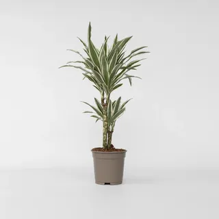 Plant in a Box - Dracaena deremensis 'White Stripe' - Höhe 60-70cm - Topf 17cm