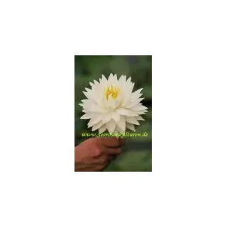 1 SEEROSE Sorte Glorie du Temple sur Lot, zartrosa
