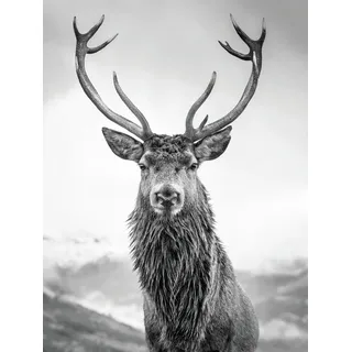 Bönninghoff Leinwandbild "Wandbild HIRSCH 46x61 cm – Leinwandbild Keilrahmen Deko modern" Hirsch 1 Stk. tlg. auf Keilrahmen gespannt, farbe rahmen: kein rahmen, farbe bild(er): grau, schwarz, weiß