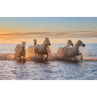 Papermoon "Photo-Art ANTONI FIGUERAS BARRANCO, CAMARGUE-PFERDE II", bunt,