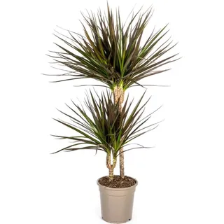 Drachenbaum Dracaena Marginata Magenta Ø19cm 70-90cm Zimmerpflanze Pflegeleicht